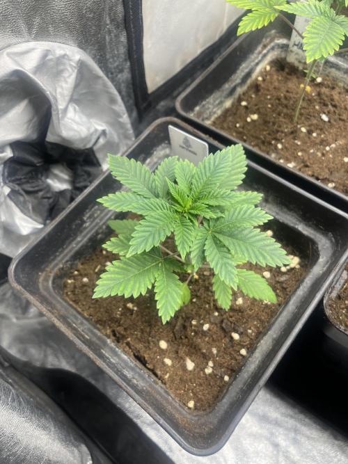 Monster Maker. Sweetseeds. Week 4