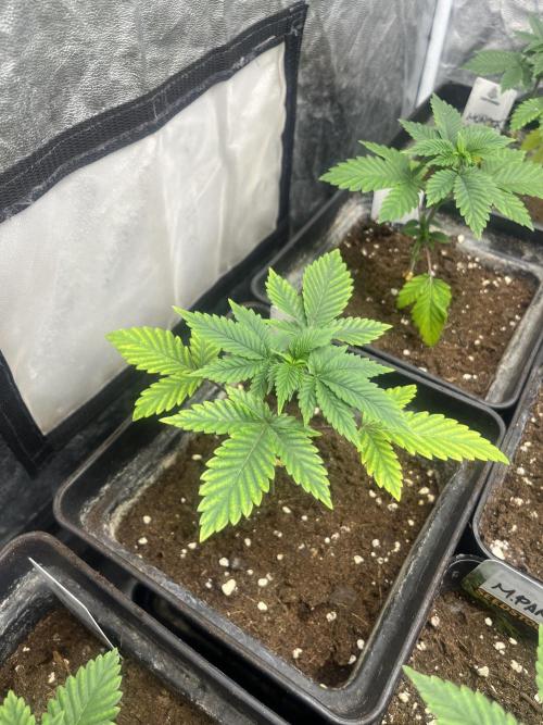Monster Maker. Sweetseeds. Week 4