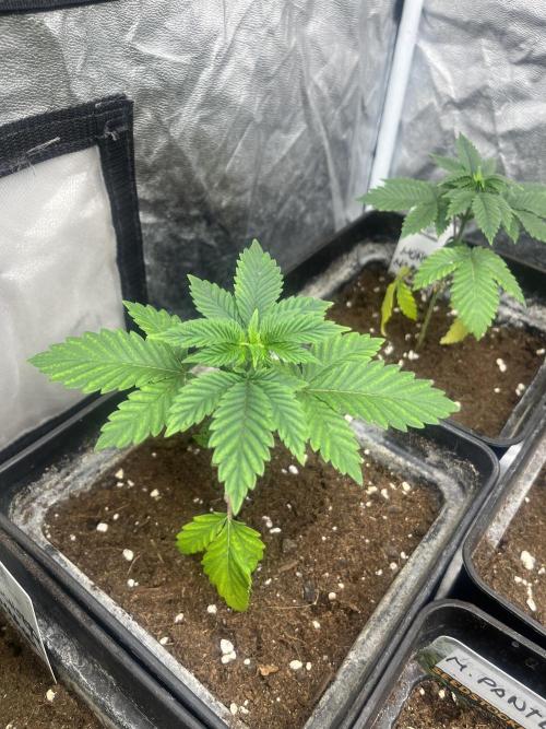 Monster Maker. Sweetseeds. Week 4