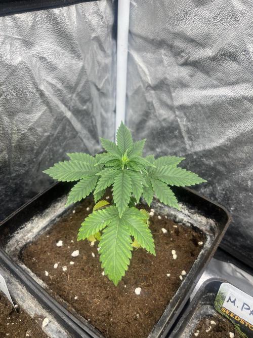 Monster Maker. Sweetseeds. Week 4