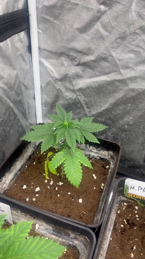 Monster Maker. Sweetseeds