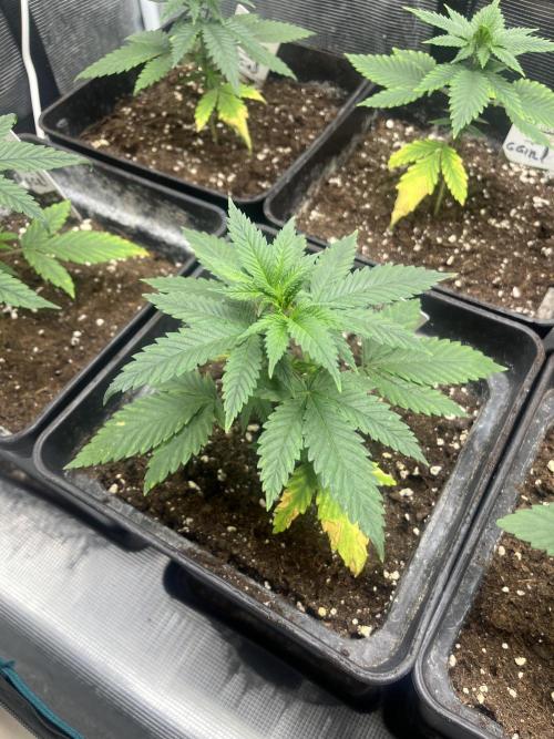 Gorilla Girl F1. Sweetseeds. Week 4