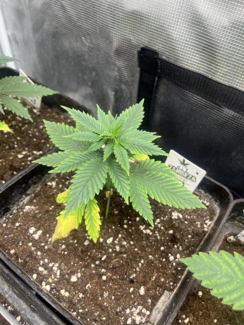 Gorilla Girl F1. Sweetseeds. Week 4