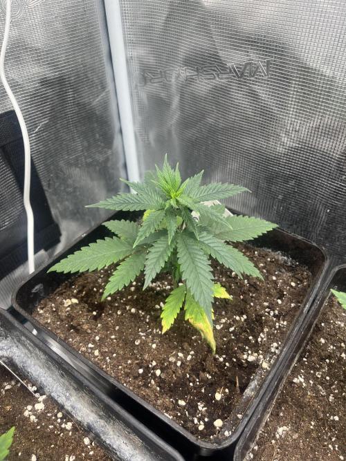 Gorilla Girl F1. Sweetseeds. Week 4