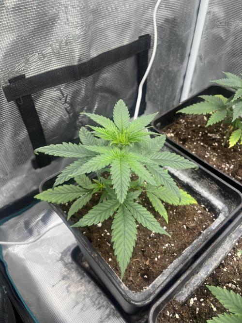 Gorilla Girl F1. Sweetseeds. Week 4