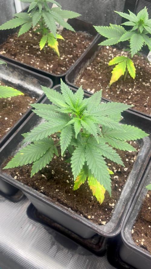 Gorilla Girl F1. Sweetseeds