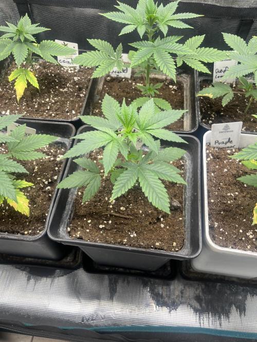 Mental Rainbow fast. Sweetseeds. Week 4