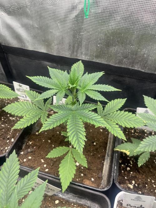 Mental Rainbow fast. Sweetseeds. Week 4