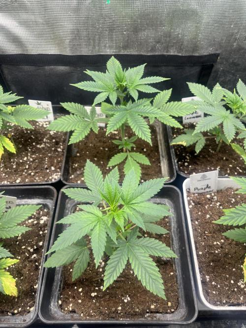 Mental Rainbow fast. Sweetseeds. Week 4