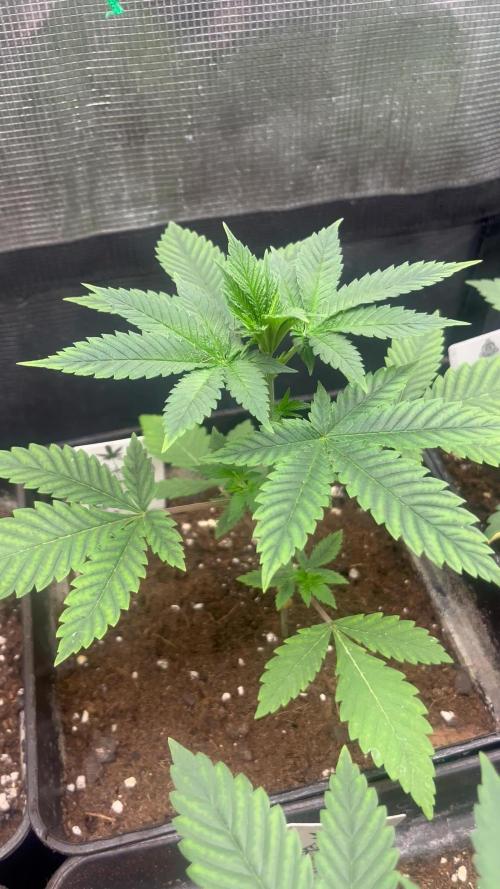 Mental Rainbow fast. Sweetseeds