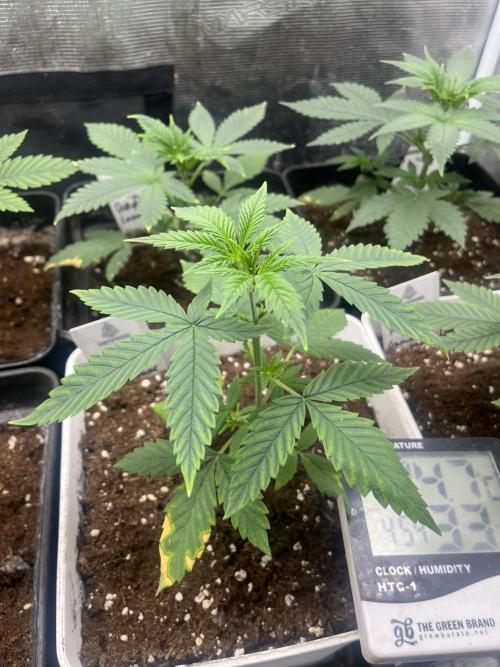 Purple Lemonade FF. Fastbuds. Week 4