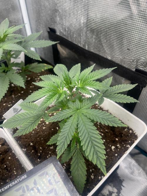 Purple Lemonade FF. Fastbuds. Week 4