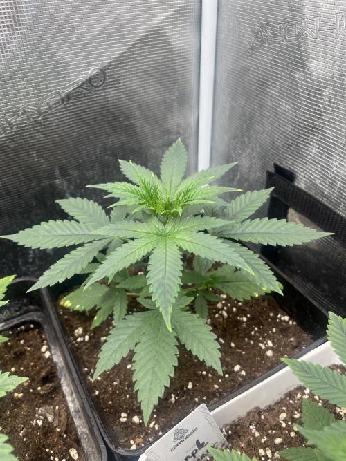 Purple Lemonade FF. Fastbuds. Week 4