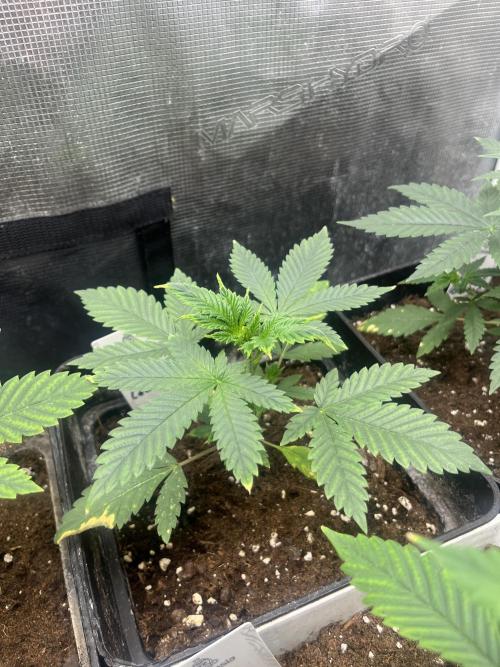 Purple Lemonade FF. Fastbuds. Week 4