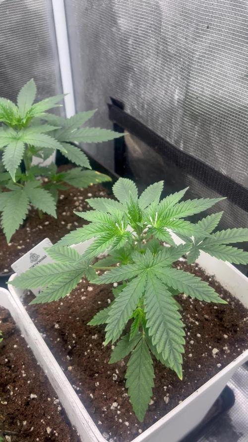 Purple Lemonade FF. Fastbuds