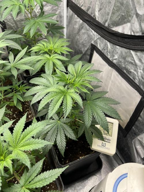 F.U.H. Seedstockers. Week 5