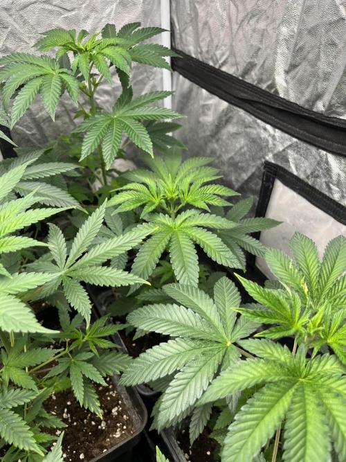 F.U.H. Seedstockers. Week 5