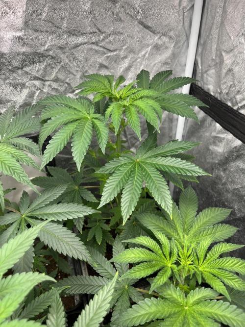 F.U.H. Seedstockers. Week 5