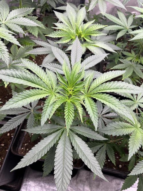 Mandarine Panties. Seedstockers. Week 5