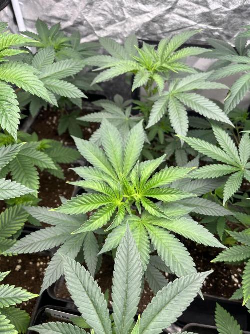 Mandarine Panties. Seedstockers. Week 5