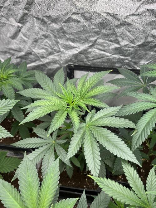 Mandarine Panties. Seedstockers. Week 5