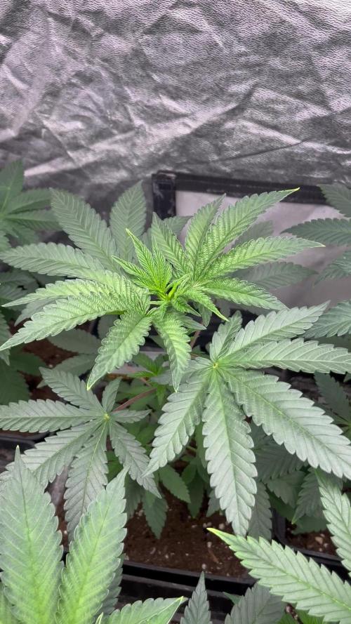 Mandarine Panties. Seedstockers