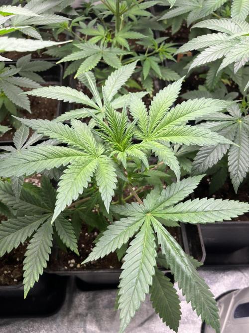 Forbidden Mochi. Seedstockers. Week 5