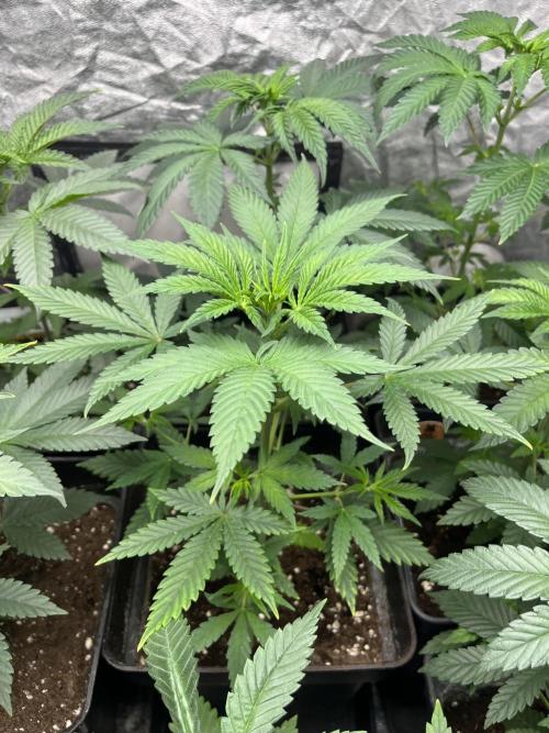 Forbidden Mochi. Seedstockers. Week 5