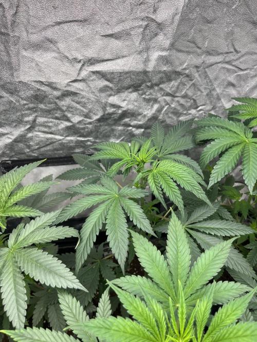 Forbidden Mochi. Seedstockers. Week 5