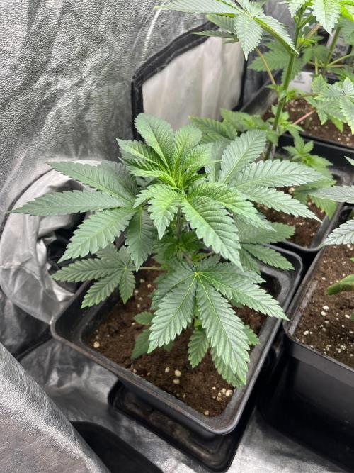 Monster Maker. Sweetseeds. Week 5