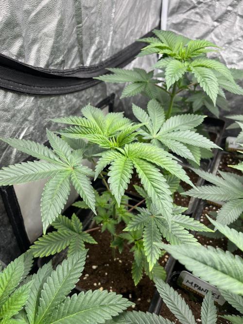 Monster Maker. Sweetseeds. Week 5
