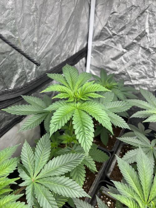 Monster Maker. Sweetseeds. Week 5