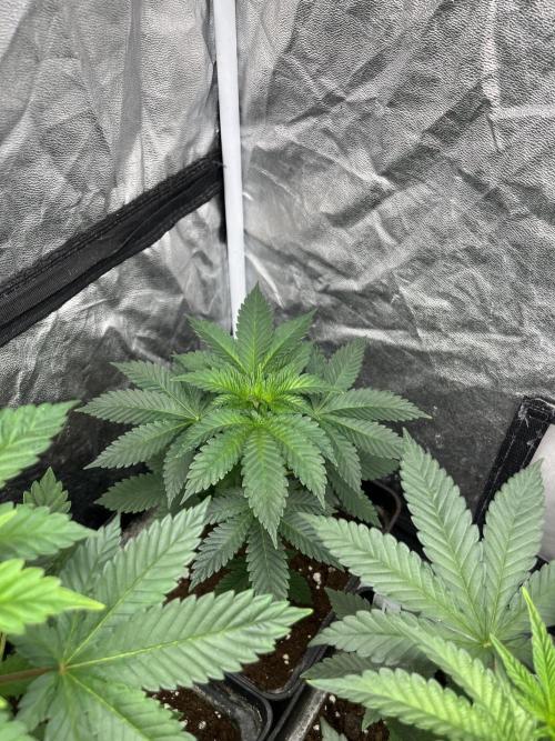 Monster Maker. Sweetseeds. Week 5