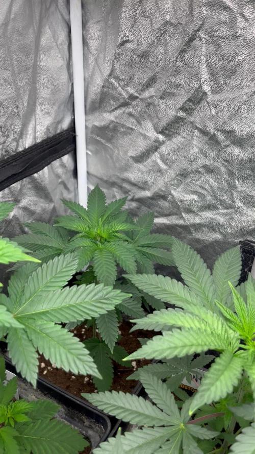 Monster Maker. Sweetseeds