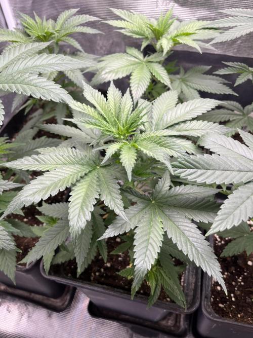 Gorilla Girl F1. Sweetseeds. Week 5