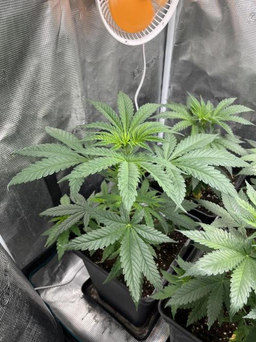 Gorilla Girl F1. Sweetseeds. Week 5