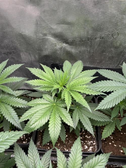 Gorilla Girl F1. Sweetseeds. Week 5