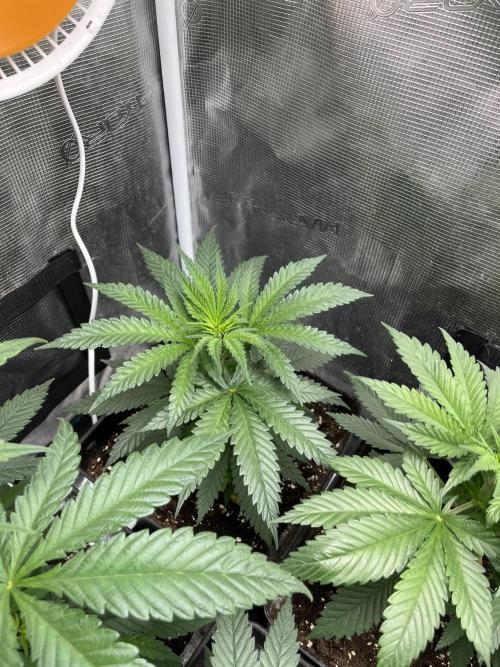 Gorilla Girl F1. Sweetseeds. Week 5