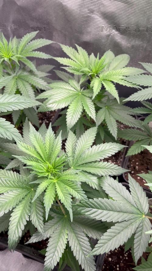 Gorilla Girl F1. Sweetseeds