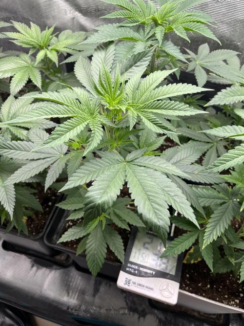 Mental Rainbow fast. Sweetseeds. Week 5