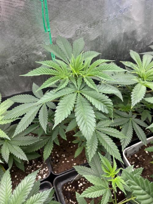Mental Rainbow fast. Sweetseeds. Week 5