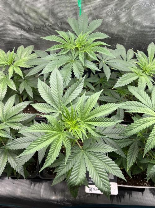 Mental Rainbow fast. Sweetseeds. Week 5