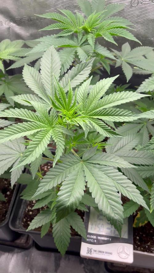 Mental Rainbow fast. Sweetseeds