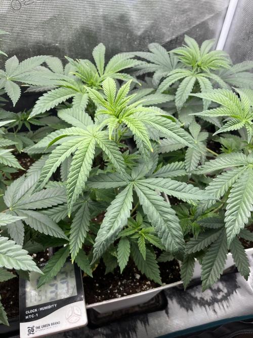 Purple Lemonade FF. Fastbuds. Week 5