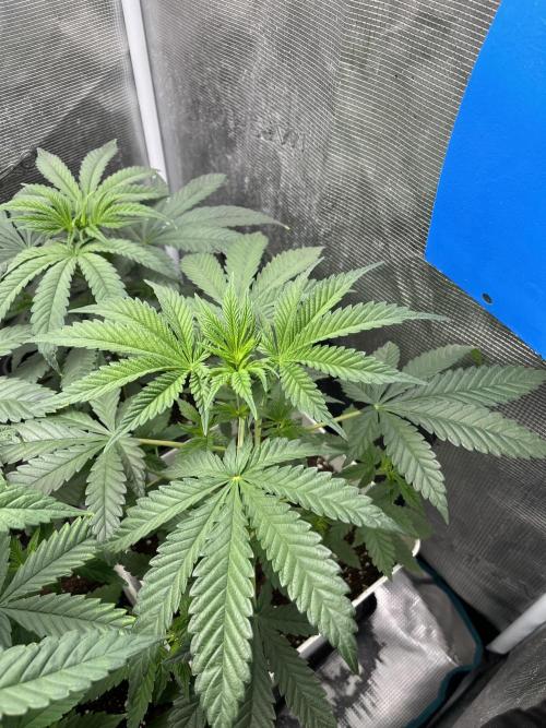 Purple Lemonade FF. Fastbuds. Week 5