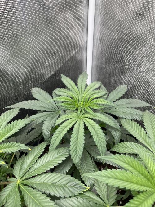 Purple Lemonade FF. Fastbuds. Week 5