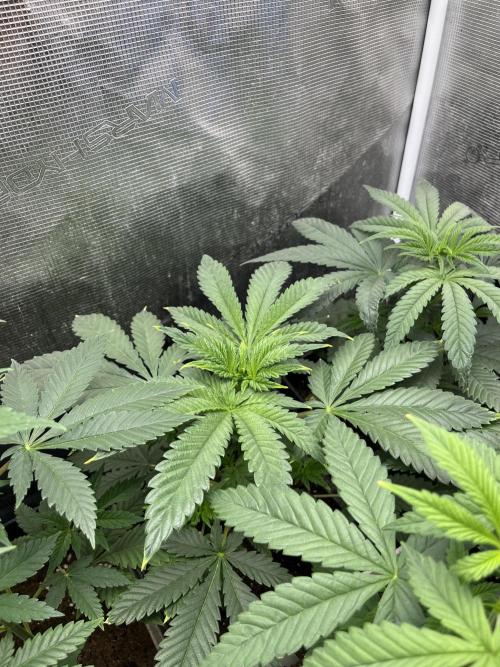 Purple Lemonade FF. Fastbuds. Week 5