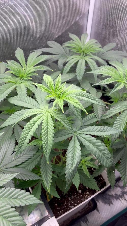 Purple Lemonade FF. Fastbuds