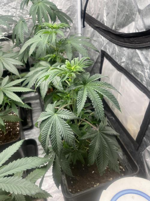 F.U.H. Seedstockers. Week 6