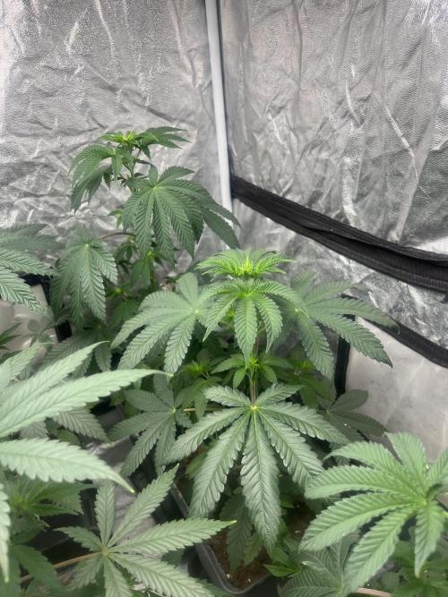 F.U.H. Seedstockers. Week 6